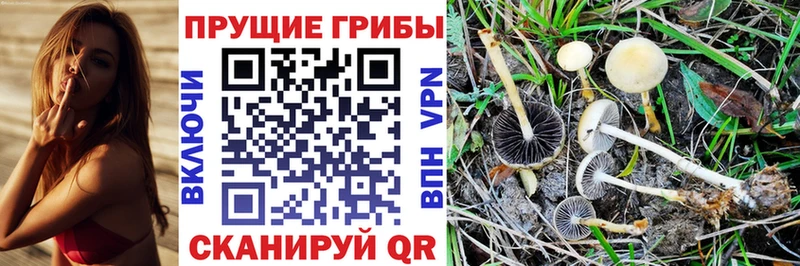 Галлюциногенные грибы Psilocybine cubensis  Азов 